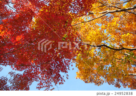 紅葉 紅葉 24952838