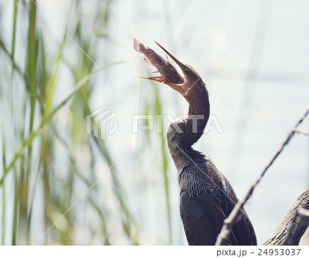 Anhinga Downing A Fish 24953037