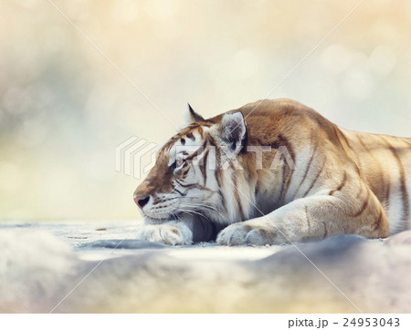 Tiger resting on a rock Tiger resting on a rock 24953043