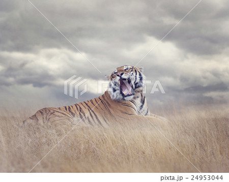Bengal Tiger Roaring Bengal Tiger Roaring 24953044