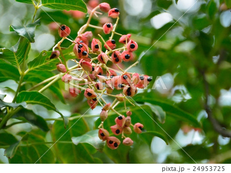 秋のゴンズイの実 24953725