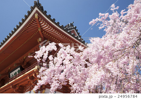 勝尾寺 桜風景の写真素材