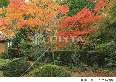 京都 神護寺の紅葉 京都 神護寺の紅葉 24958700