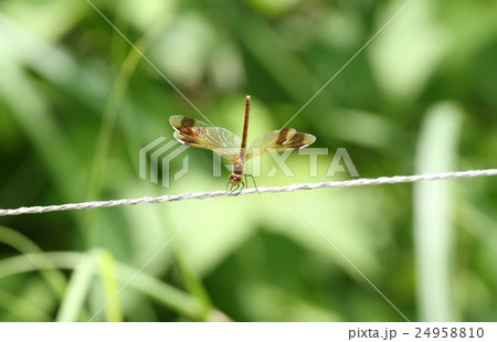 逆立ちする赤とんぼ 逆立ちする赤とんぼ 24958810