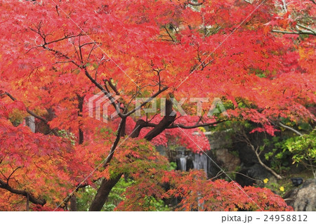 京都 山城 けいはんな記念公園の紅葉 京都 山城 けいはんな記念公園の紅葉 24958812