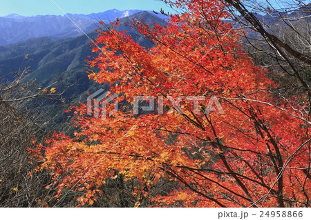 大台ケ原ドライブウエイの紅葉 大台ケ原ドライブウエイの紅葉 24958866