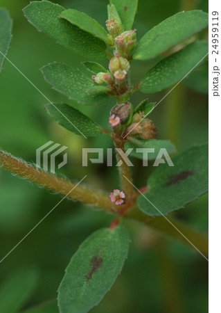 自然 植物 コニシキソウ、北米原産の帰化植物。一ミリほどの小さな小さな花を葉腋につけます 自然 植物 コニシキソウ、北米原産の帰化植物。一ミリほどの小さな小さな花を葉腋につけます 24959119