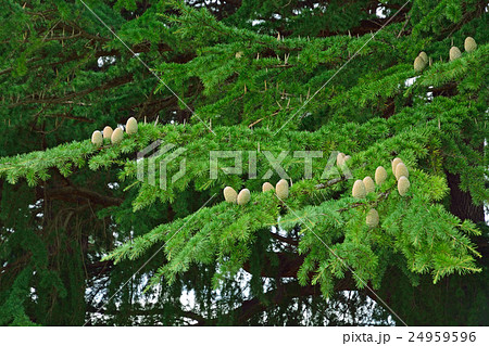 樹木：ヒマラヤスギ　マツ科　 24959596