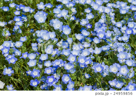 Carpet of Nemophila, or baby blue eyes flower Carpet of Nemophila, or baby blue eyes flower 24959856