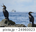 海鵜のいる風景２ 24960023