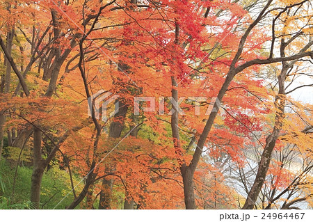 竜田公園の紅葉 竜田公園の紅葉 24964467