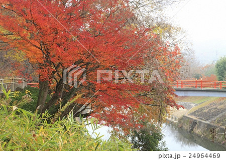 竜田公園の紅葉 24964469