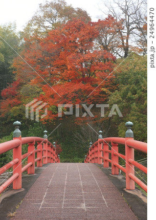 竜田公園の紅葉 24964470