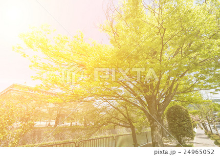 Emerald green cherry trees Emerald green cherry trees 24965052