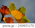 秋の彩り 24965170