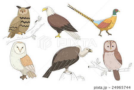 鳥 イーグル ワシのイラスト素材