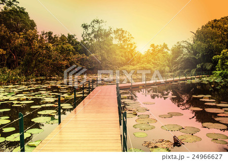 Wooden bridge in the pond 24966627