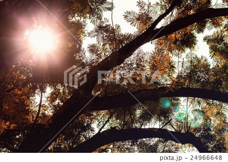 The sun shining through the branches 24966648