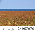 Summer field in front of the sea 24967070