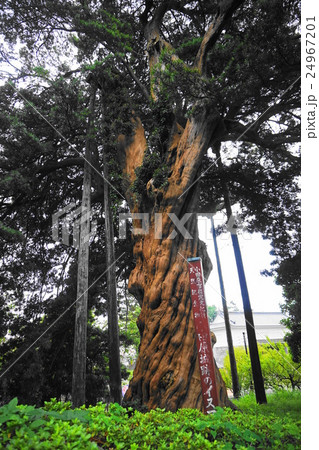 小田原市指定文化財　イヌマキ 24967201