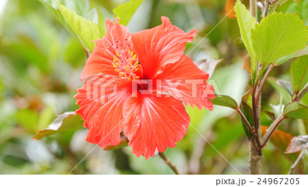 ハイビスカス 24967205