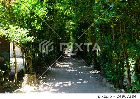 沖縄県　本部町　備瀬のフクギ並木 24967284