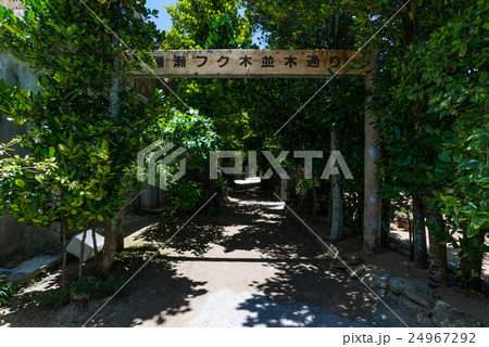 沖縄県 本部町 備瀬のフクギ並木 沖縄県 本部町 備瀬のフクギ並木 24967292