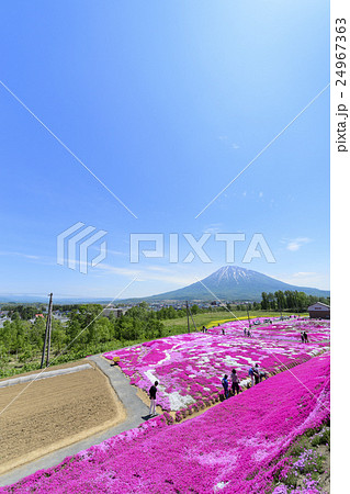 芝ざくらと羊蹄山（ニセコ 三島さん） 24967363