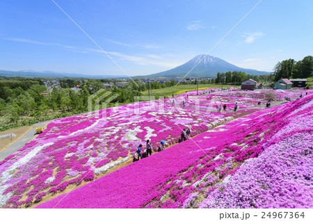 芝ざくらと羊蹄山(ニセコ 三島さん) 芝ざくらと羊蹄山(ニセコ 三島さん) 24967364