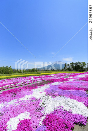 芝ざくらと羊蹄山（ニセコ 三島さん） 24967367
