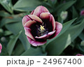 Beautiful tulip flower closeup 24967400