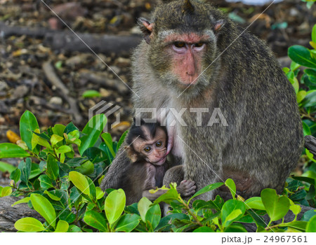 A Crab-eating macaque 24967561