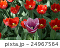 Beautiful red and magenta tulips 24967564