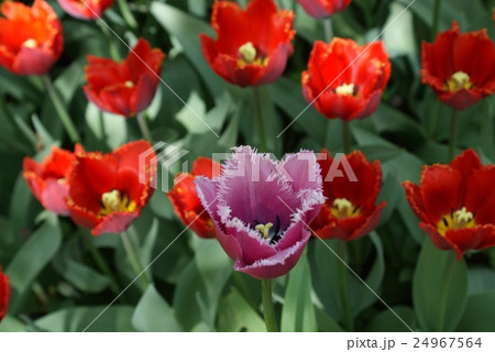Beautiful red and magenta tulips Beautiful red and magenta tulips 24967564