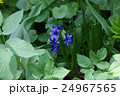Beautiful wild hyacinth view 24967565