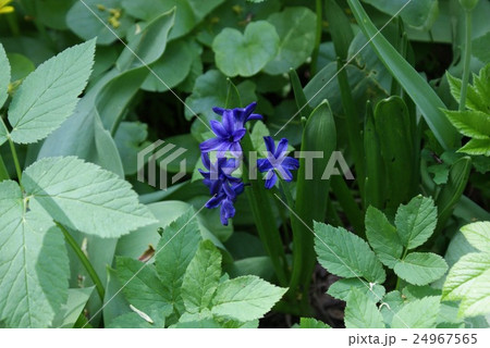 Beautiful wild hyacinth view Beautiful wild hyacinth view 24967565