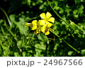Yellow flower closeup with bees 24967566