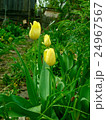 Beautiful yellow tulips 24967567