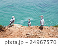Three seagulls perched on a cliff 24967570