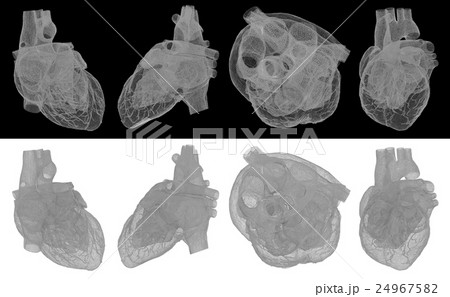 3d rendered medical illustration of a human heart 24967582