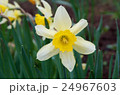 Daffodil flower closeup 24967603