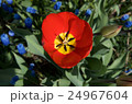 Open red and yellow tulip flower 24967604
