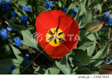 Open red and yellow tulip flower 24967604
