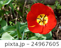 Wide open red and yellow tulip flower 24967605