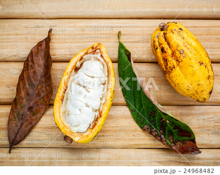 Ripe Indonesia cocoa and cocoa leaves . 24968482
