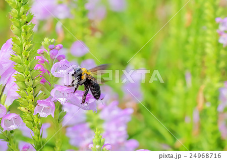 ハナトラノオの花と熊蜂 24968716