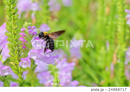 ハナトラノオの花と熊蜂 ハナトラノオの花と熊蜂 24968717