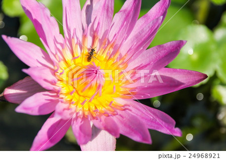 Pink lotus in the pond 24968921