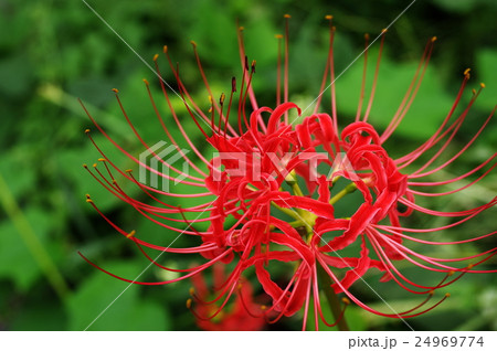雨上がりに彼岸花一輪 雨上がりに彼岸花一輪 24969774