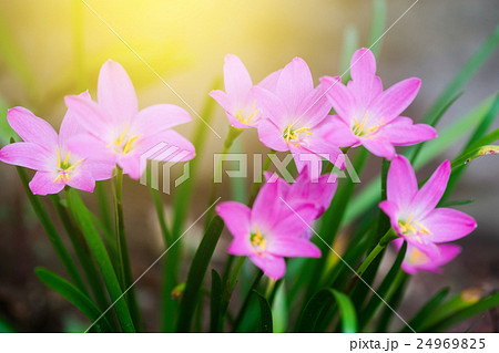 Beautiful rain lily flower. Zephyranthes Lily Beautiful rain lily flower. Zephyranthes Lily 24969825